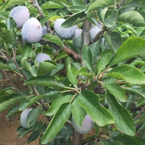 艾琳娜西梅李