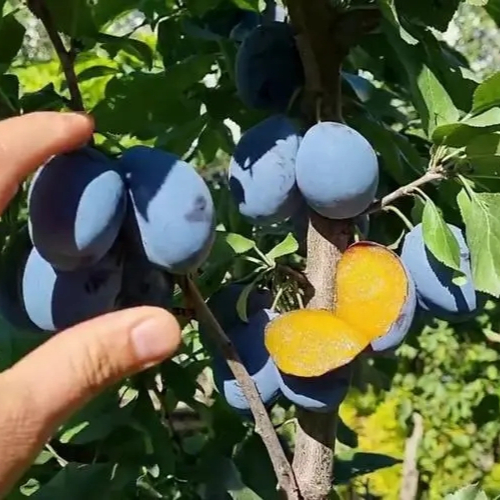 艾琳娜西梅李