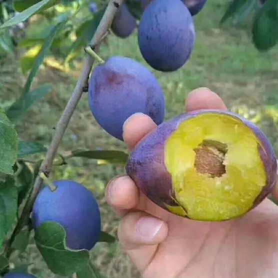 艾琳娜西梅李