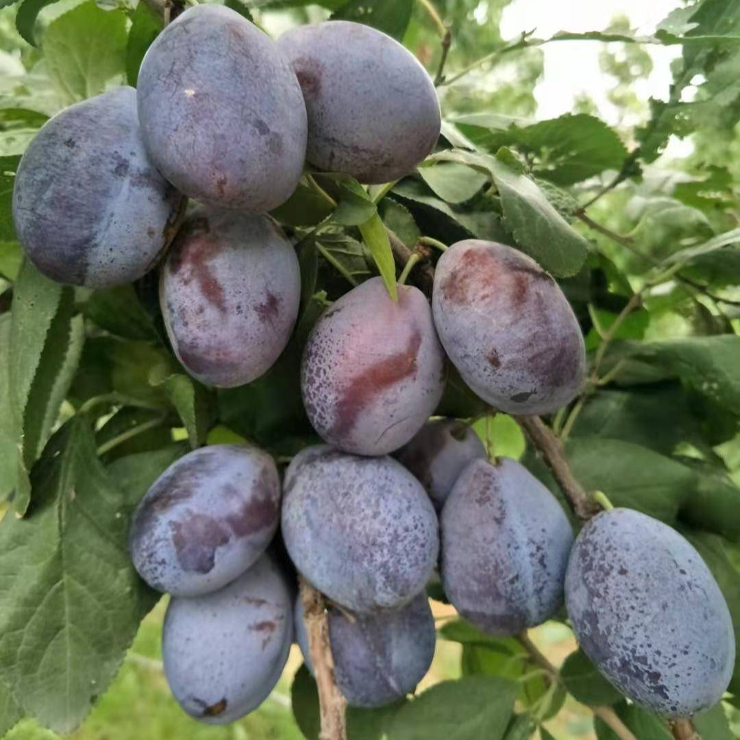 艾琳娜西梅李